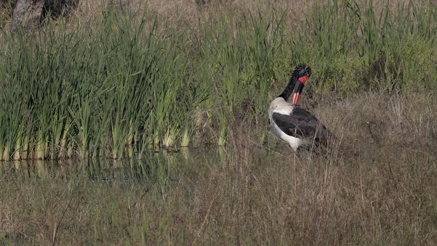 Saddle-billed Stork preens plumage beside green wetland plants