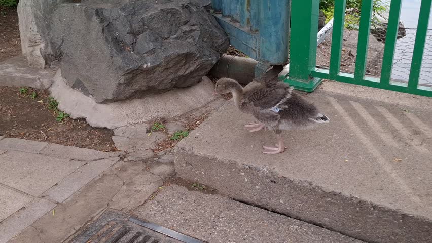 Grey gosling walks on a concrete sidewalk near a green metal fence outdoors, urban wildlife, cute baby bird.