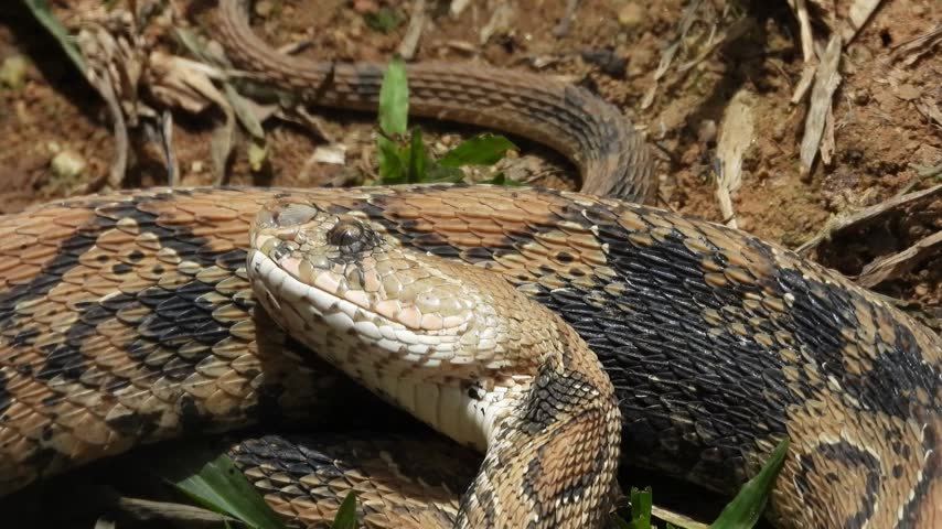Detailed view of venomous viper snake