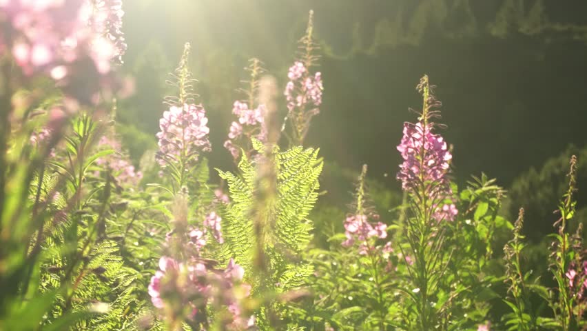 Fireweed flowers in warm sunlight with a bee pollinating the blossoms, wildflower meadow in a forest landscape at sunrise