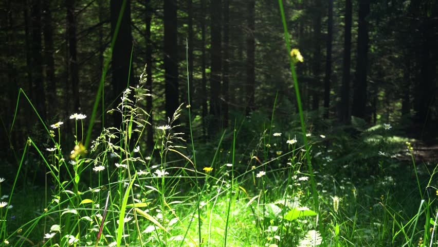 forest glade with flowers and grass in the rays of the sun