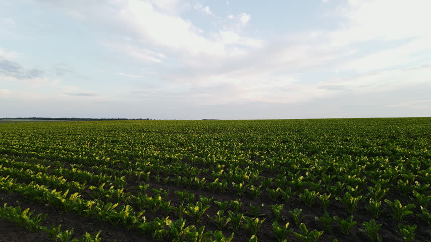 Vast sugar beet field with young green plants growing in rows under a beautiful cloudy blue sky during sunset