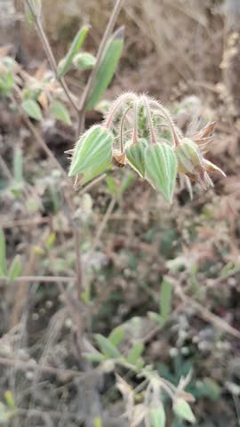 The video presents a detailed, close-up view of a wild plant showcasing its unique calyces, seed pods, and hairy stems. The camera slowly pans downwards and adjusts focus, highlighting clusters of drooping, lantern-shaped green calyces that are densely covered in fine, translucent trichomes or hairs. These prominent hairs give the stems and outer shell a fuzzy, radiant glow, especially when backlit by the sunlight.
​As the camera shifts, the progression of the plant