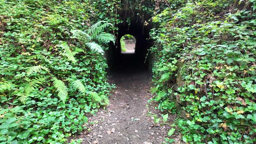 POV Walking Through a Narrow Tunnel of Trees on a Dense Woodland Footpath