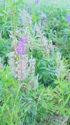 Vertical close-up motion shot of single purple lupine-like flower standing above pale, velvety pinnate seed pods and mixed meadow grasses under soft diffused daylight