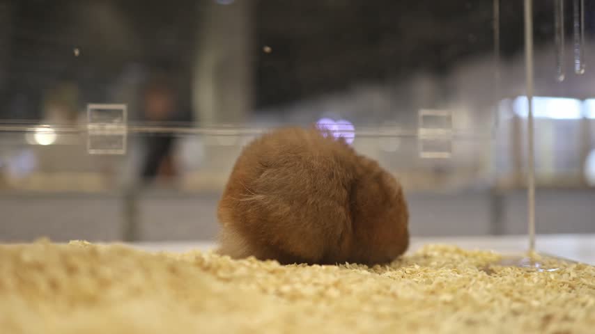 Back view of a chubby golden hamster exploring its transparent glass display cage with blurred background and people watch by.