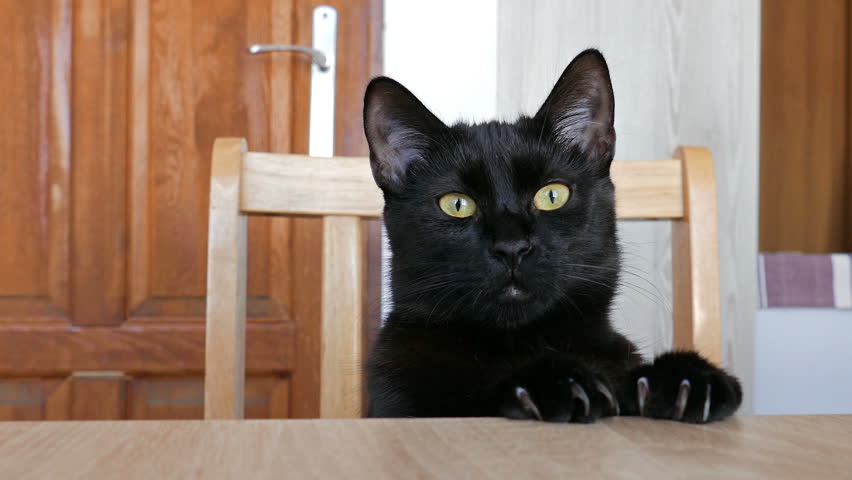 Black cat is sitting at a table and is waiting for food