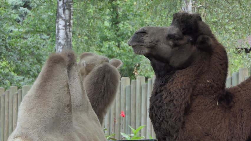 The Bactrian Camel yawns, Camelus bactrianus