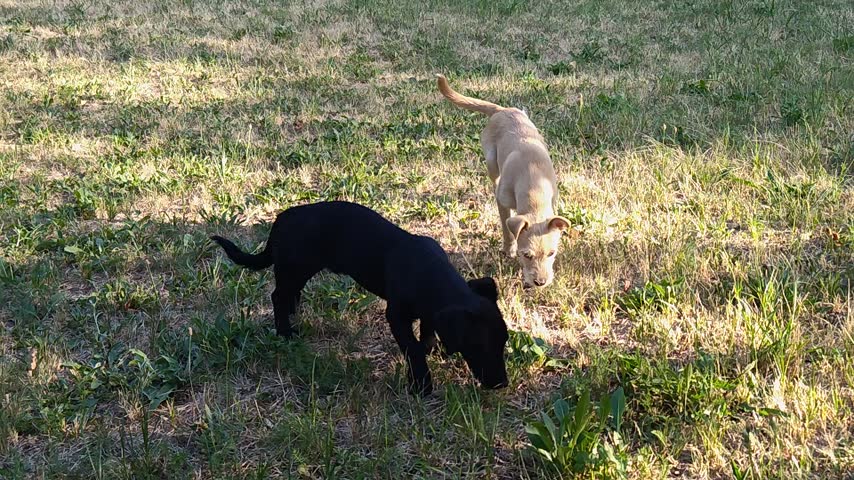 Two dogs playing outdoors with natural background
