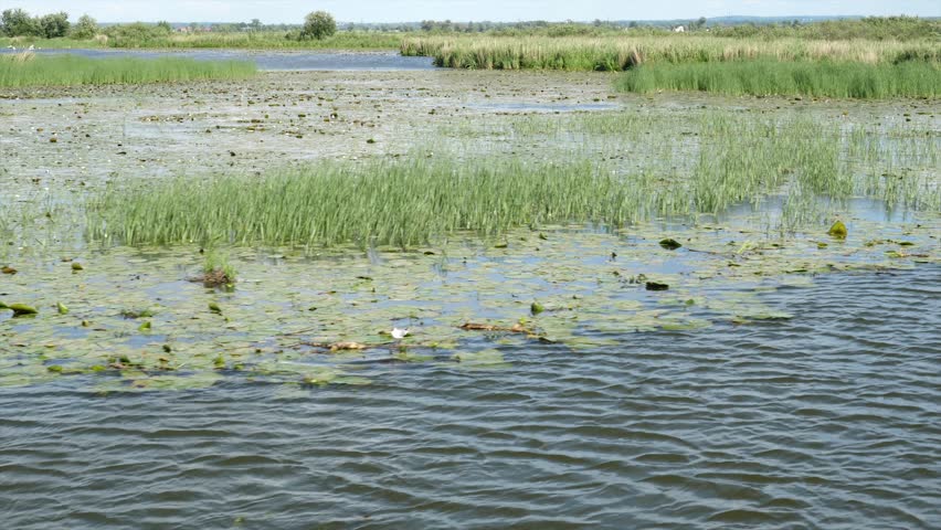 Birds reserve on Druzno Lake, Elblag, Poland