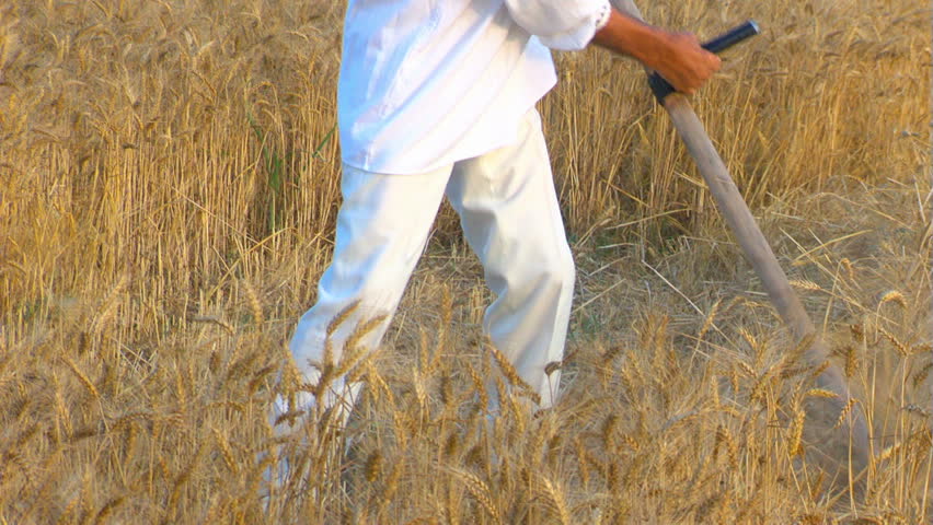 Peasant reaping wheat with a scythe ...