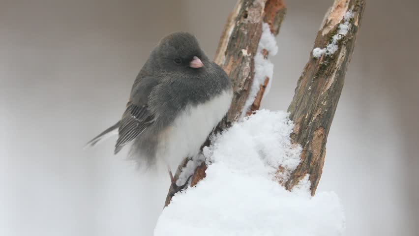 Small dark eyed junco perched on snowy tree trunk in winter forest landscape before taking flight suddenly. Cinematic wildlife footage capturing rapid bird movement outdoors.
