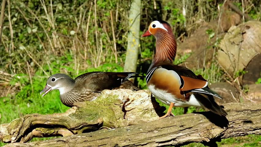 Two Beautiful Wood Ducks Standing On Mossy Log In Forest