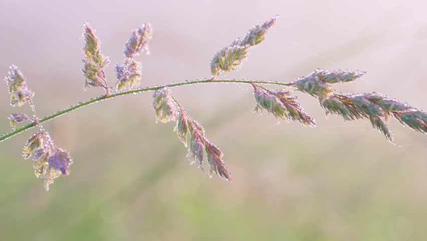 Arching grass stem with dew droplets catching soft morning light across pastel bokeh background