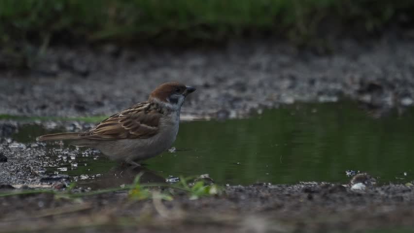 A house sparrow is taking a quick bath in a puddle.