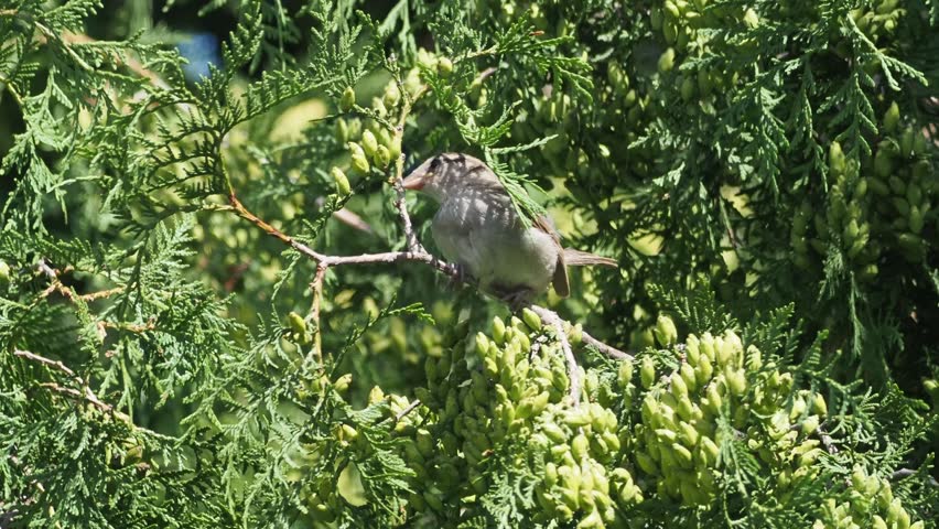 A juvenile house sparrow playing around in a thuja tree and grooming feathers. 