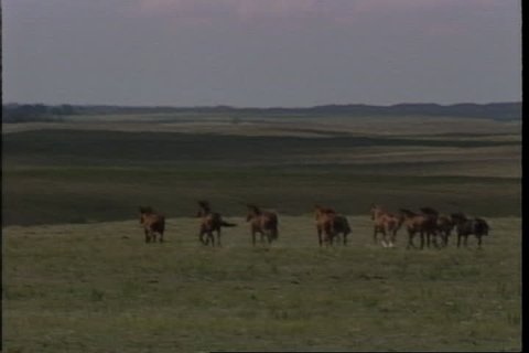 Herd of wild horses running across plains, zooms out to shot of big sky.