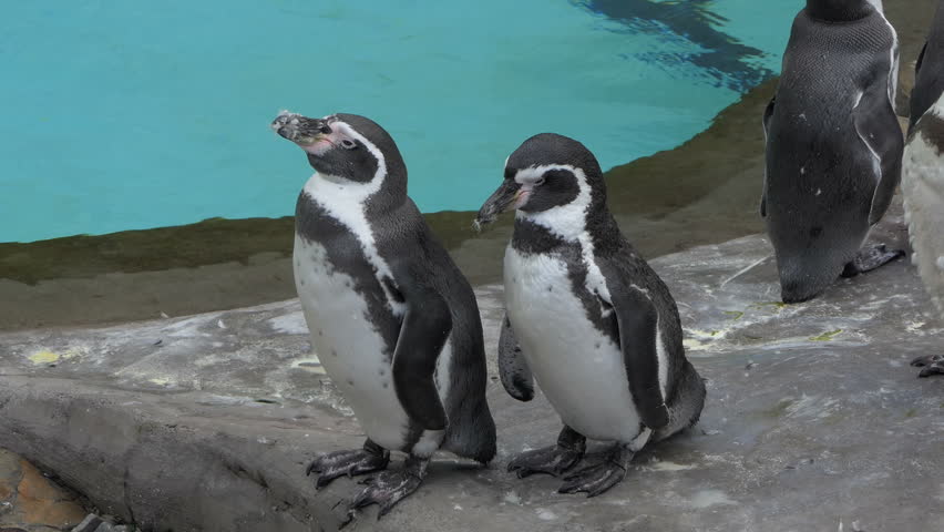 Humboldt penguins, latin name - spheniscus humboldti