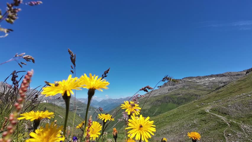 Bright alpine wildflowers blooming on mountain slope beneath rocky peaks and clear deep blue summer sky