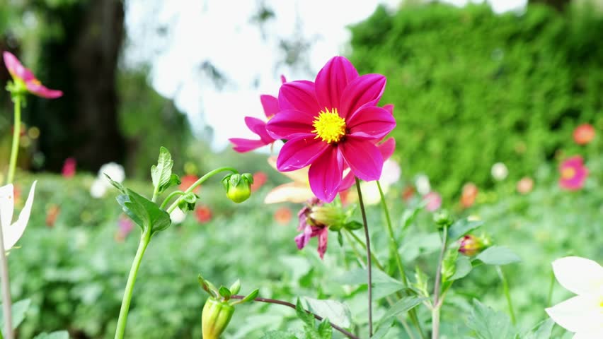 Vibrant Pink Dahlia Flower Blooming in a Sunny Garden Setting, Close-up Macro Footage of Beautiful Floral Nature Scene in Summer Season, High Quality