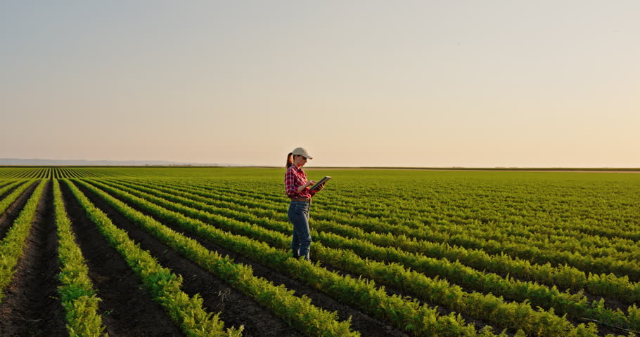 Young female agronomist walking through a beautiful carrot field. The farmer is using a tablet for agriculture crop quality control