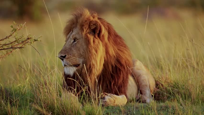 Close-up profile of a majestic adult male lion with a full mane resting calmly on a grassy hill, turning his head to look towards the camera under warm golden sunset light.