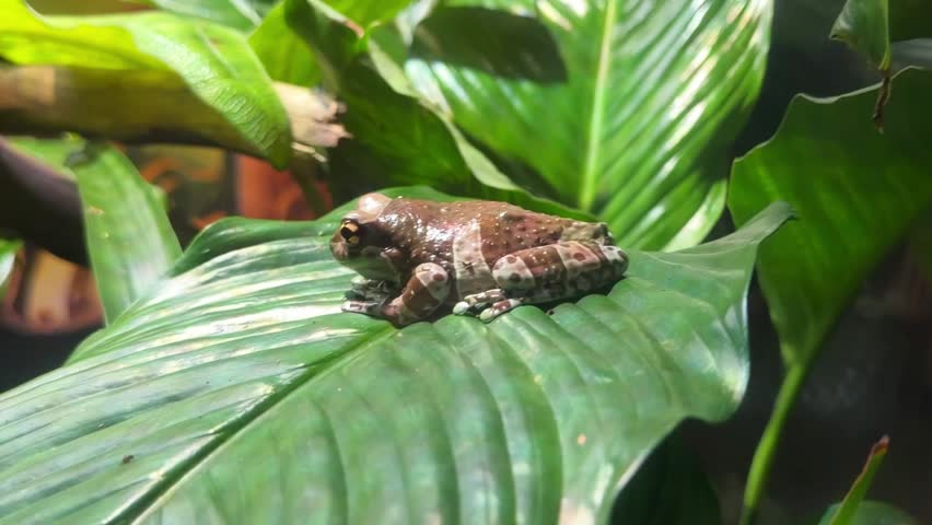 Amazon milk frog sitting on a large green leaf in tropical rainforest habitat, showing brown and white patterned skin and distinctive markings up close.