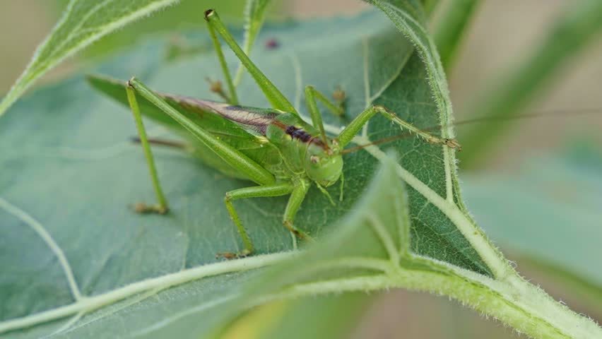 Close-up detail shot of a common green grasshopper aka Omocestus viridulus during cleaning itself on a green leaf at slightly windy day.