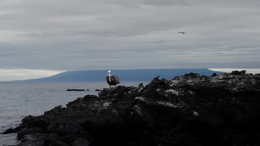 A pelican sits atop lava rocks in The Galapagos (4K).