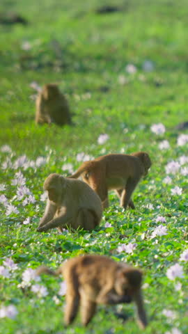 Authentic vertical shot of a monkey troop foraging among white wildflowers in a lush green meadow in India. Suitable for wildlife documentaries and nature conservation content.