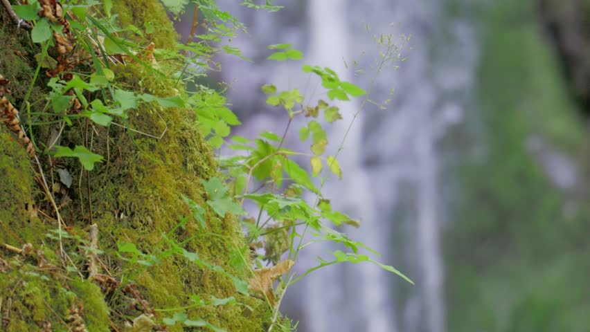 Wild green plants and moss growing on canyon cliff with blurred waterfall background