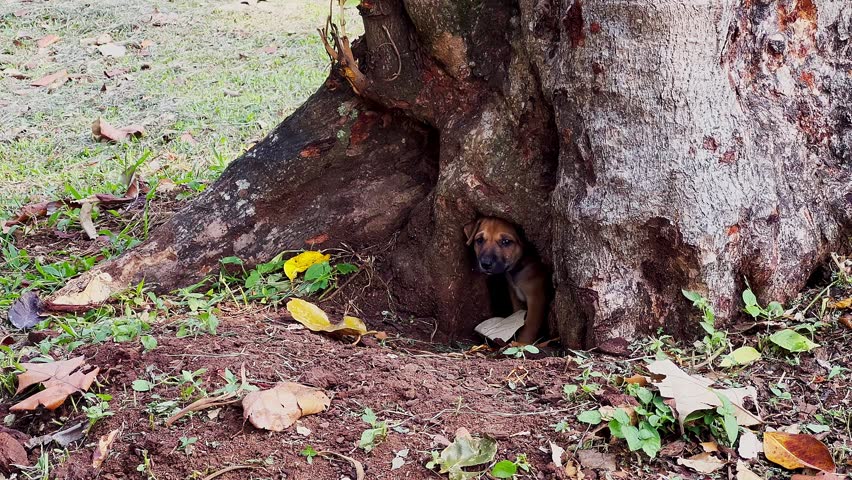 Scary young dog peers out from tree root hollow.