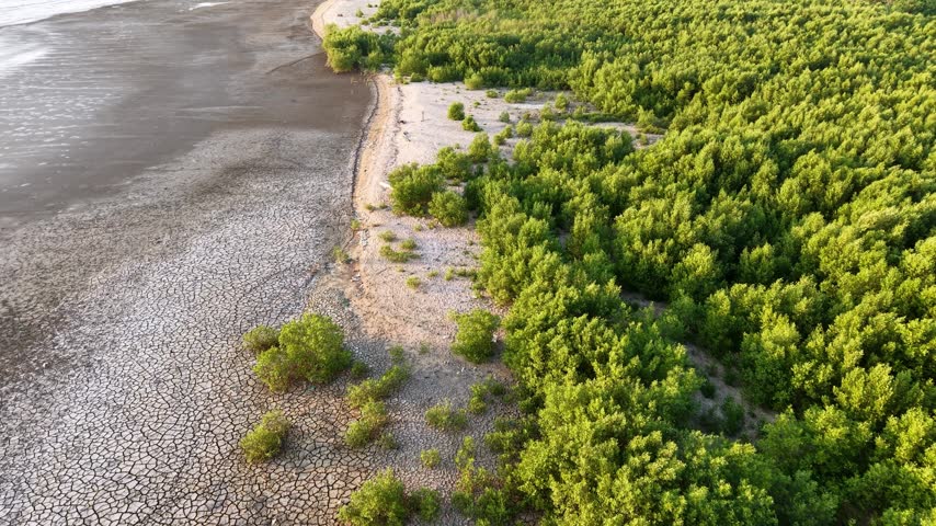 Aerial shot of muddy coastline with sandy beach and dense mangrove trees.