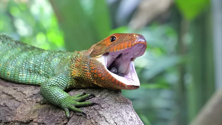Northern Caiman lizard yawns widely while resting on tree branch.