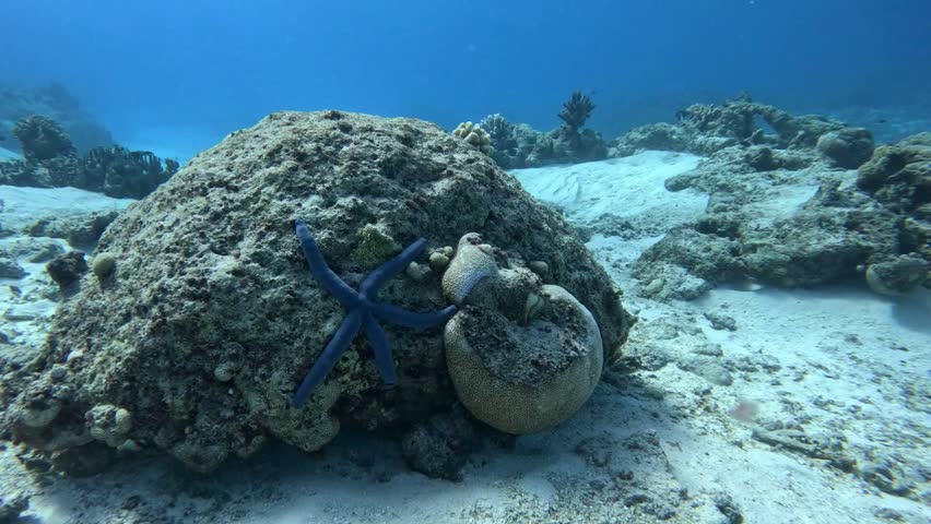 A blue Linckia starfish clings to a coral rock formation in clear tropical water.