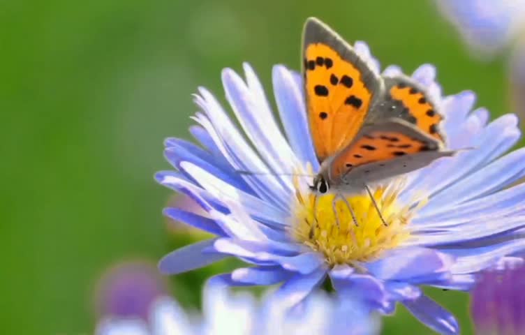 Macro close up of a bright orange butterfly with black spots feeding on the center of a vibrant purple daisy flower with yellow core. Soft green blurred background. The butterfly moves its wings and antennae while collecting nectar. Concept of nature, spring, beauty, pollination, insect, wildlife, and floral background. 4K stock footage.