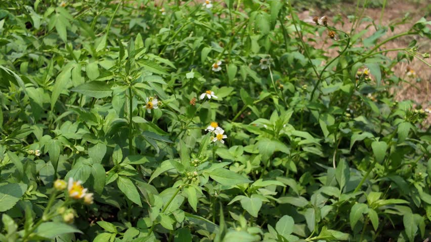 White flower in the middle of green field