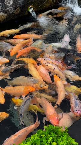 Colorful koi fish swimming in peaceful tropical pond surrounded by lush garden landscape on Bali. Beautiful travel experience. Travel concept