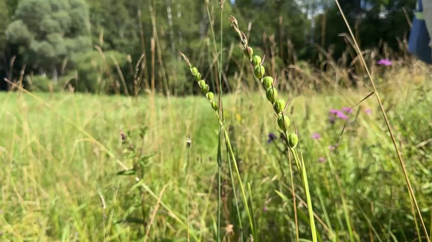 Seed pods of wild Gladiolus imbricatus growing in a natural meadow, native wildflower lifecycle, seed development, grassland biodiversity, botanical habitat, seasonal change.
