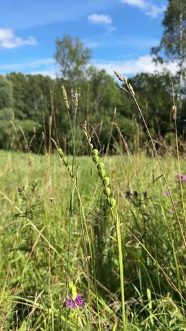 Seed pods of wild Gladiolus imbricatus growing in a natural meadow, native wildflower lifecycle, seed development, grassland biodiversity, botanical habitat, seasonal change.