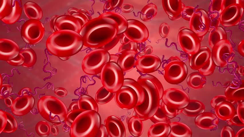 Animated red blood cells and spiral bacteria drift through a vein in a seamless loop.