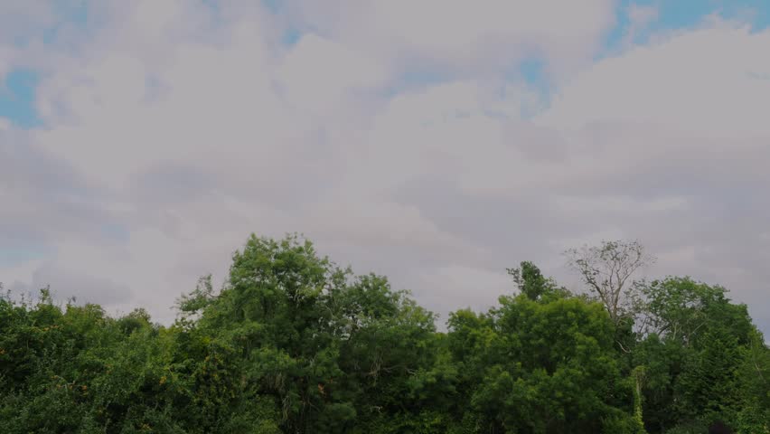 Thick clouds roll in above a darkening tree line as a summer storm develops in time lapse.