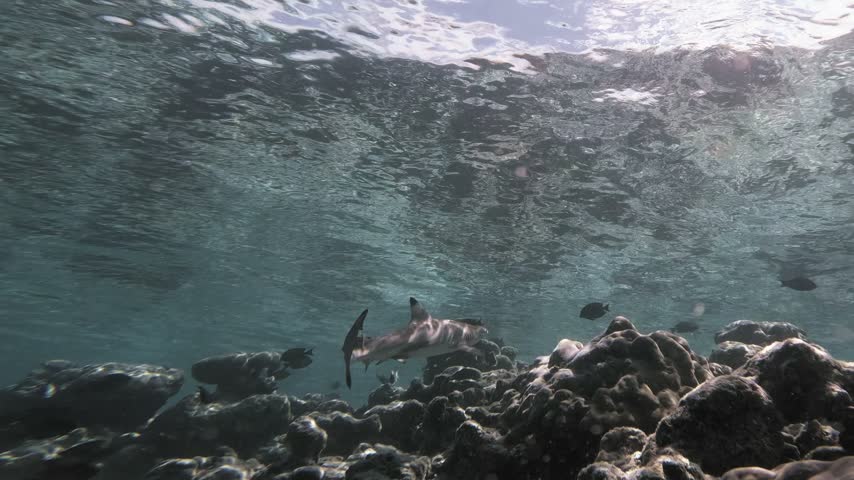 A blacktip reef shark glides through shallow tropical water above a coral reef as small reef fish swim beneath a shimmering sunlit surface in the Maldives.
