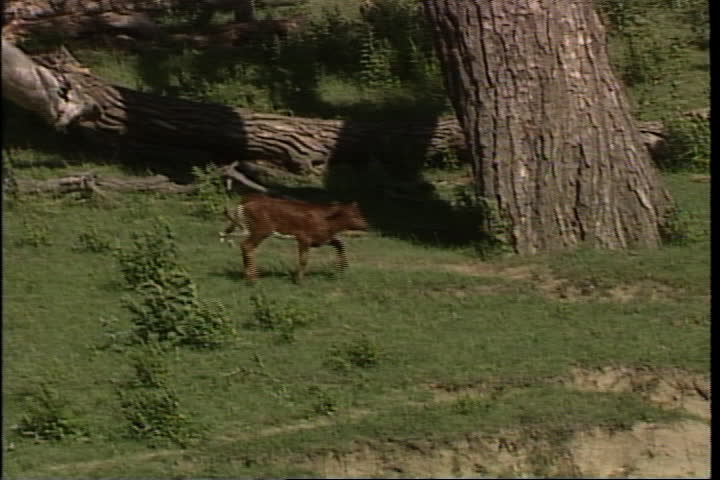 Lone calf runs across plains and down embankment.