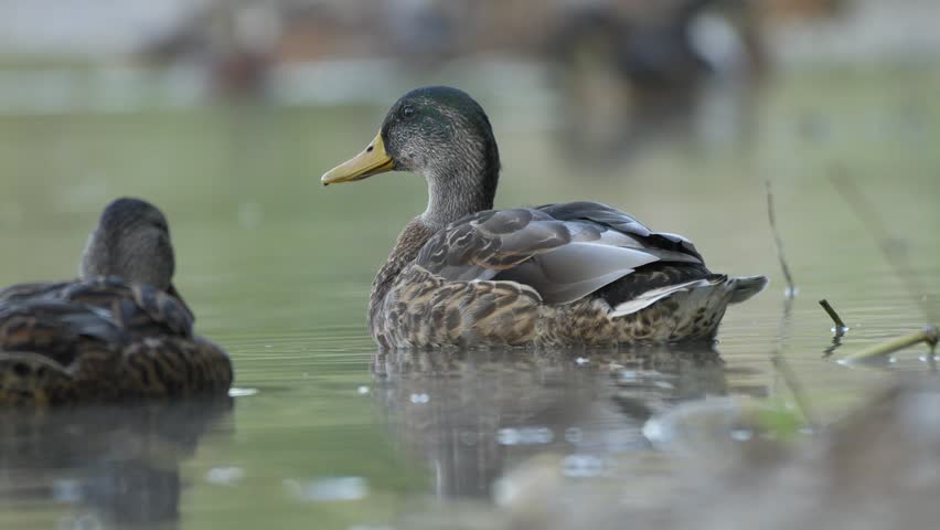 Male Mallard Duck Drinking Water Beside Female in Shallow Lake