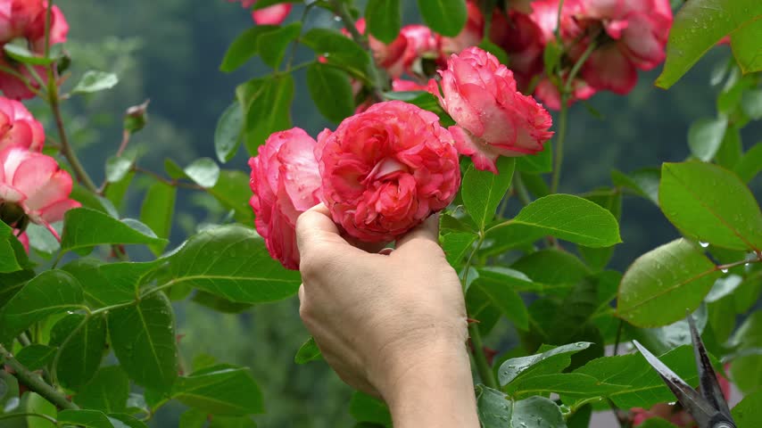 Gardeners hands prune with pruner shears withered rose buds from bush in summer garden. Trimming plant with secateurs. Flower care