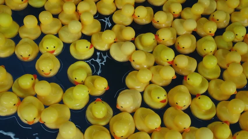 Many bright yellow rubber ducks swimming in swimming pool. Vacation and childhood concept
