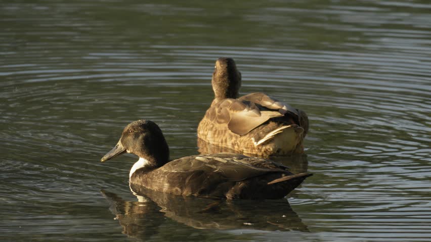 Dark Duck Drinking Water in Warm Morning Light on Calm Lake