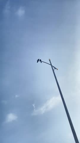Two crows perched together on top of an electric street light pole.