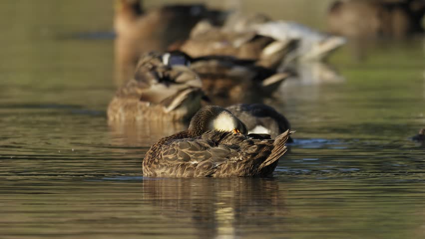 Duck Preening on Calm Water with Flock in Background